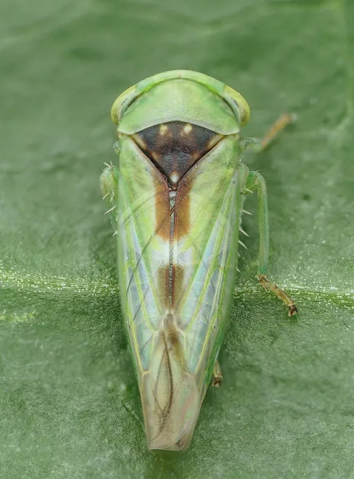 Viridicerus ustulatus - photo 2
