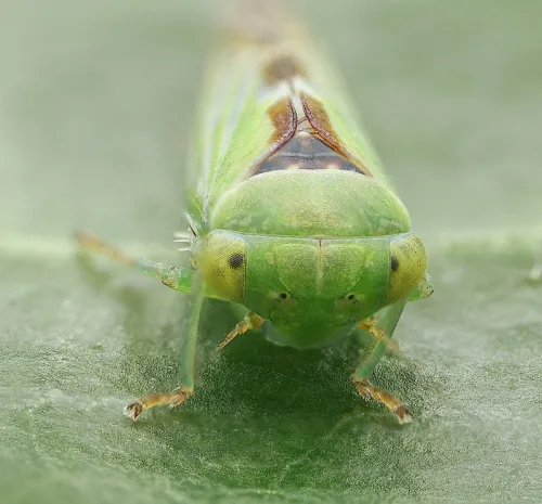Viridicerus ustulatus - photo 3