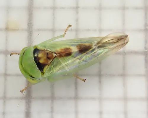 Viridicerus ustulatus - photo 4