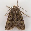 Viridiseptis marina - Hodges#9403 - photo 4