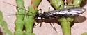 Visoka cataractae