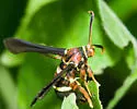 Vitacea admirandus - Hodges#2528