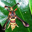 Vitacea admirandus - Hodges#2528 - photo 2