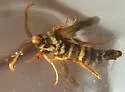 Vitacea admirandus - Hodges#2528 - photo 4