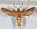 Vitacea cupressi - Hodges#2529