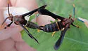 Grape Root Borer - Hodges#2530 - Vitacea polistiformis