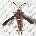 Grape Root Borer - Hodges#2530 - photo 2