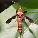 Grape Root Borer - Hodges#2530 - photo 3