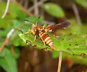 Grape Root Borer - Hodges#2530 - photo 4