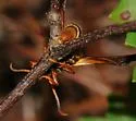Grape Root Borer - Hodges#2530 - photo 5