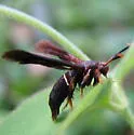 Lesser Grape Root Borer - Hodges#2531
