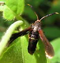 Lesser Grape Root Borer - Hodges#2531 - photo 2
