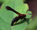 Lesser Grape Root Borer - Hodges#2531 - photo 4
