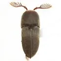 Vitellius texanus - photo 3