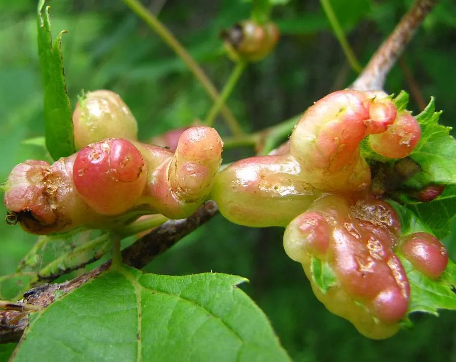Vitisiella brevicauda