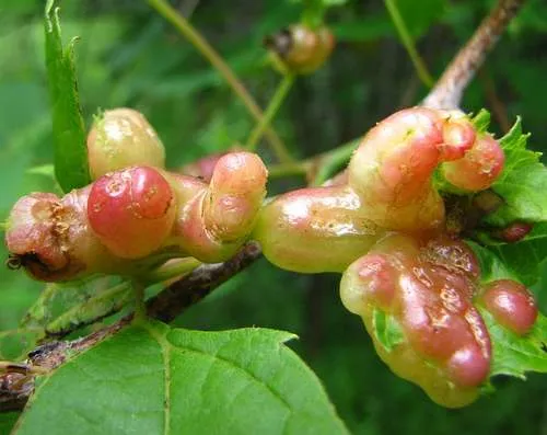 Vitisiella brevicauda - photo 2