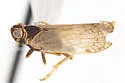 Vitroliarus ecologus
