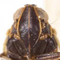 Vitroliarus ecologus - photo 2