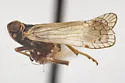 Vitroliarus ecologus - photo 4