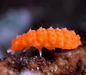 Vitronura giselae