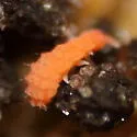 Vitronura giselae - photo 2