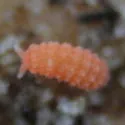 Vitronura giselae - photo 3