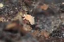 Vitronura giselae - photo 4