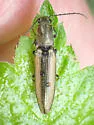 Vittathous linearis - Vittathous linearis