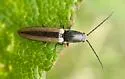 Vittathous linearis - photo 2