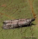 Vitula aegerella - Hodges#6009.1 - Vitula aegerella