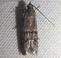 Vitula aegerella - Hodges#6009.1 - photo 2
