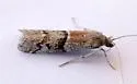 Vitula aegerella - Hodges#6009.1 - photo 3