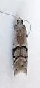 Vitula aegerella - Hodges#6009.1 - photo 4