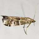 Brower's Vitula - Hodges#6011