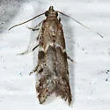 Brower's Vitula - Hodges#6011 - photo 2