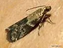 Brower's Vitula - Hodges#6011 - photo 3