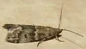Brower's Vitula - Hodges#6011 - photo 4