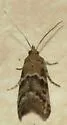Brower's Vitula - Hodges#6011 - photo 5