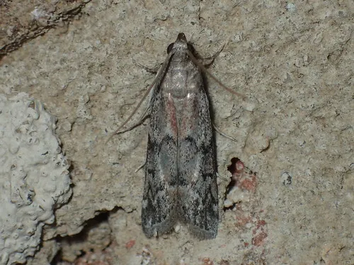 American Wax Moth - Hodges#6007
