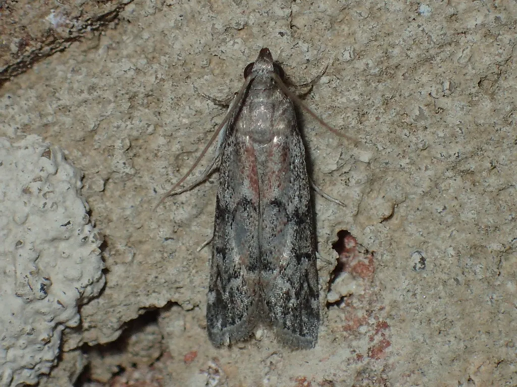 American Wax Moth - Hodges#6007 - photo 2