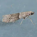 Vitula insula - Hodges#6009.2