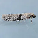 Vitula insula - Hodges#6009.2 - photo 2