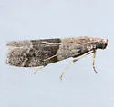 Vitula insula - Hodges#6009.2 - photo 3