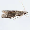 Vitula insula - Hodges#6009.2 - photo 4