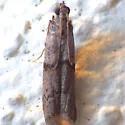Vitula insula - Hodges#6009.2 - photo 5