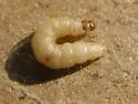 Vitula serratilineella - Hodges#6007.1