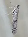 Vitula serratilineella - Hodges#6007.1 - photo 2