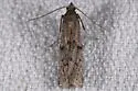 Vitula serratilineella - Hodges#6007.1 - photo 3