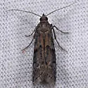 Vitula serratilineella - Hodges#6007.1 - photo 4