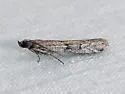 Vitula serratilineella - Hodges#6007.1 - photo 5